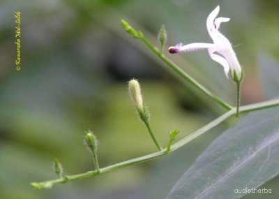 Andrographis panicultata flower7.jpg